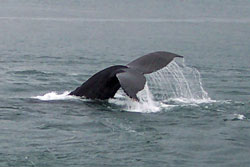 alaska icy strait humpback whale