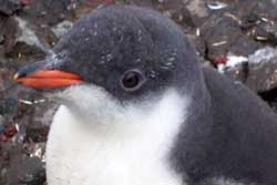 gentoo penguin chick port lockroy antarctica