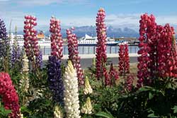 flowers at waterfront park ushuaia argentina