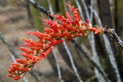 ocotillo flowers organ pipe cactus national monument