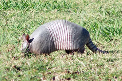 wandering armadillo arkansas post