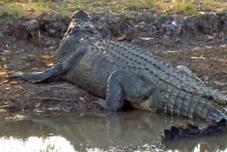 crocodile yellow water kakadu