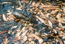 baby alligator big cypress