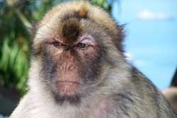 gibraltar ape upper rock nature reserve