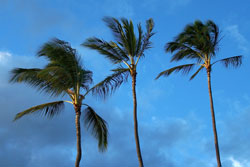 hawaii big island palm trees