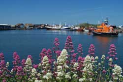 howth harbour flowers dublin ireland