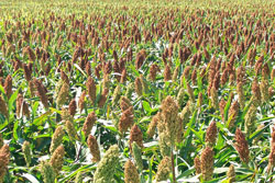 sorghum field