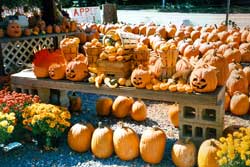 fall pumpkins farmers market