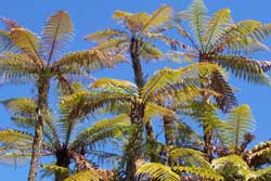 fern trees rainbow springs nature park rotorua new zealand