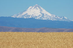 oregon mount hood