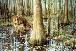 Boardwalk Hike, Congaree National Park South Carolina