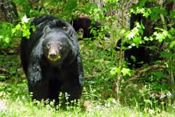 Mother Bear and Two Cubs, Cades Cove, Great Smoky Mountains National Park Tennessee